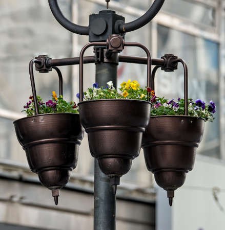 Violets in a pot placed in a metal pot that hangs on a pillar in the streetの写真素材