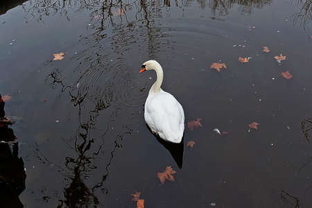 White swan in the dark water with leaves in Belgrade ZOO Serbiaの写真素材