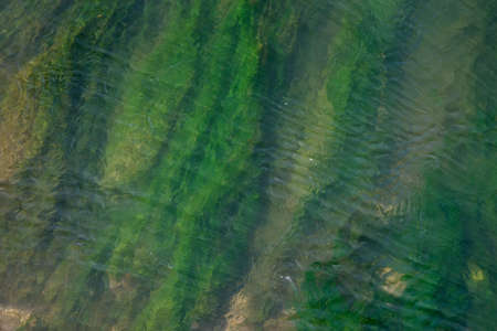 Flora and fauna at the bottom of the river bedの写真素材