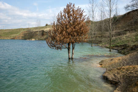 Drowned  pine wood rotting in the lake with blue and green waterの写真素材