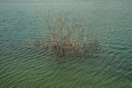 The grass that grows in the blue green water of the artificial lakes over an old sunken mine silica sand with a layered coastの写真素材