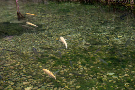 Golden albino and ordinary trout in a clear water mountain streamの写真素材
