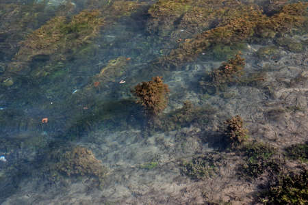 Flora and fauna at the bottom of the river bed