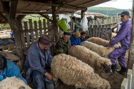 Brezovica, Serbia - May 12, 2016: Milking sheep in Brezovica on the mountain householdのeditorial素材