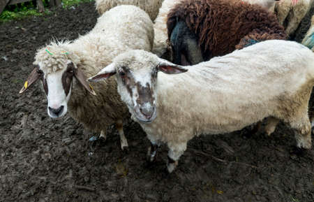 Sheep in a farmhouseの写真素材