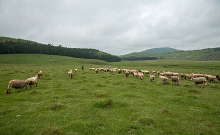 Sheep grazing on a meadow, on a cloudy day