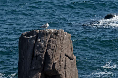 Seagull on Rocky reef near beach on a sunny dayの写真素材
