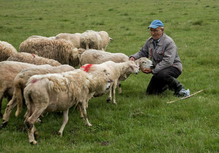 Brezovica, Serbia - May 12, 2016: Milking sheep in Brezovica on the mountain householdのeditorial素材