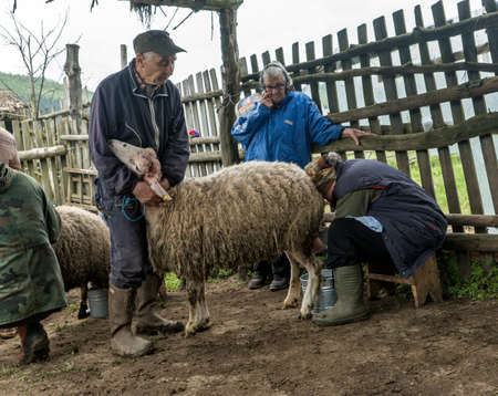 Brezovica, Serbia - May 12, 2016: Milking sheep in Brezovica on the mountain householdのeditorial素材