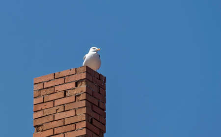 Seagull on chimney near beach on a sunny dayの写真素材