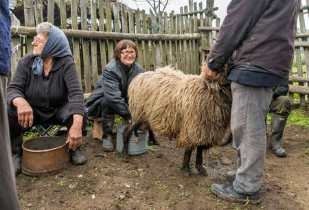 Brezovica, Serbia - May 12, 2016: Milking sheep in Brezovica on the mountain householdのeditorial素材