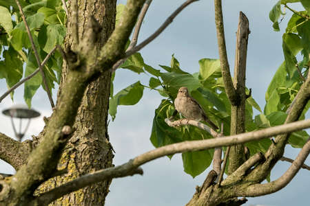 Sparrow on tree branch with green lievsの写真素材