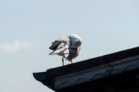 Seagull on the roof near beach on a sunny dayの写真素材