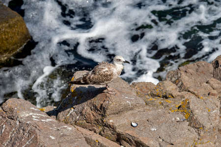 Seagull on the dirty sea at coast in Bulgariaの写真素材