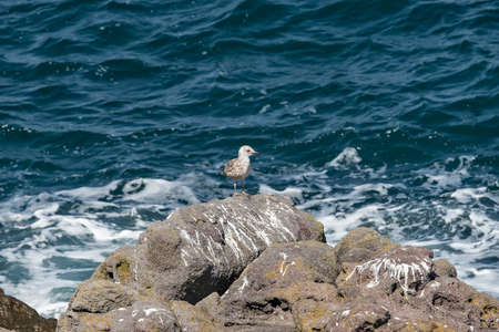 Seagull on Rocky reef near beach on a sunny dayの写真素材