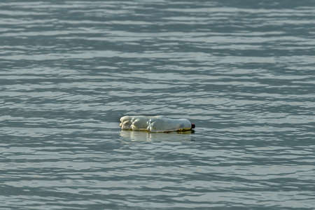 Plastic bottles that float the river Danubeの写真素材