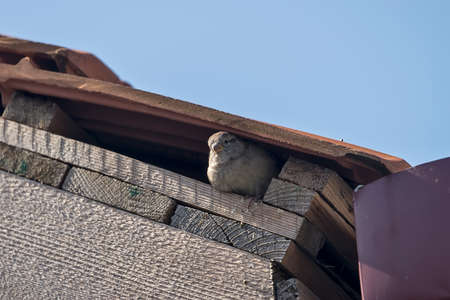 Sparrow on a building roof on a sunny day