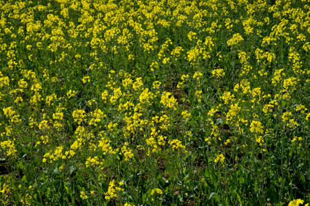 Meadow with yellow flowers in the countryside