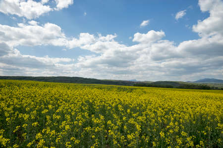Meadow with yellow flowers in the countryside