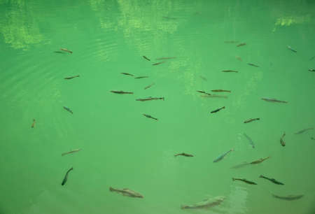 Flock of trout in the clear blue green riverの写真素材