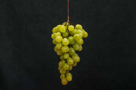 Green grpaes hanging with drops of waterの写真素材