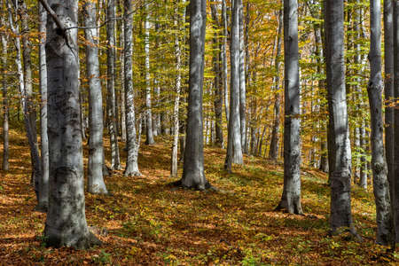 Sunny autumn day in a beech forestの写真素材