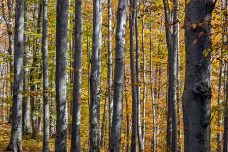 Sunny autumn day in a beech forest