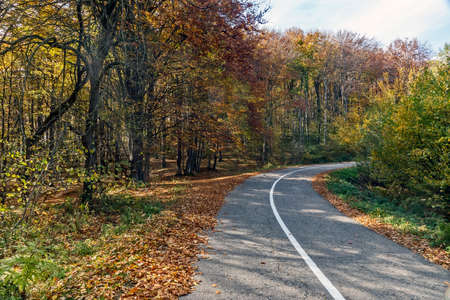 Sunny autumn day in a beech forest