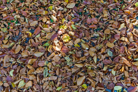 Sunny autumn day in a beech forestの写真素材