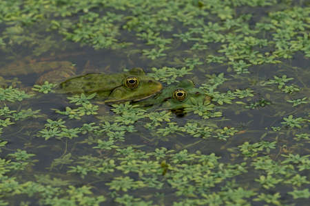 Green frogs in green water with green plantsの写真素材