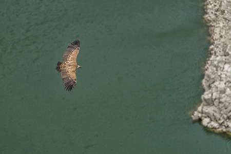 Griffon vulture in a free flight above the riverの写真素材