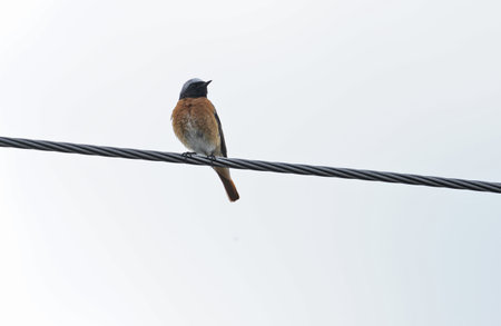 American robin bird on the power electric wireの写真素材