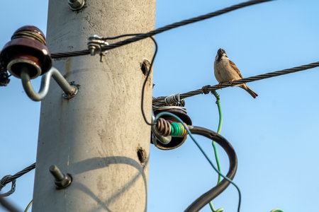 Sparrow at the wire of electric powerの写真素材
