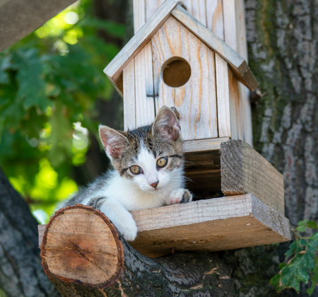 Pets cats in different situations in the trees and in the houseの写真素材