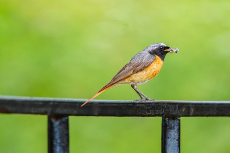American robin bird Phoenicurus phoenicurusの写真素材