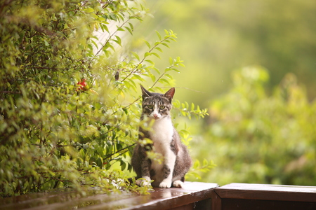 cat in the rainの写真素材