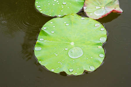 A water drop on waterlily leaf.