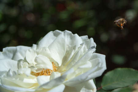 Bee collecting honey from a white rose. Bee is flying outside of the flower.