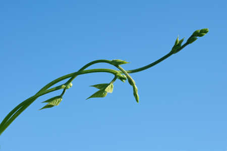 Bean plant on blue sky の写真素材