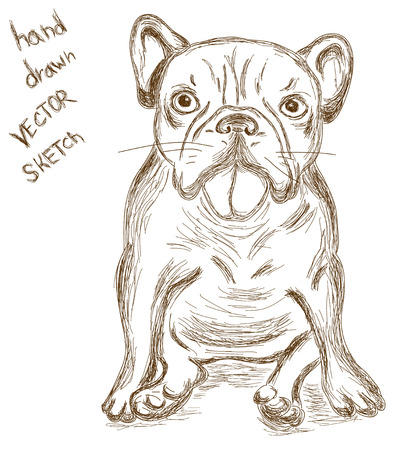 Hand drawn portrait of  bulldogのイラスト素材