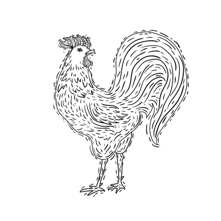 hand-drawn ornamental style rooster. Great for print, Holidays design.のイラスト素材