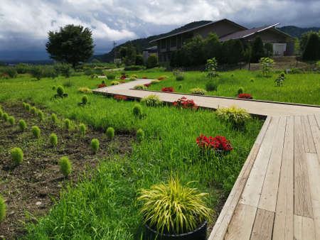 Flower Farm, Forest, and Mountain in Lake Kawaguchi, Japan. Taken by Borderless Traverler, on 2019/07/23.のeditorial素材