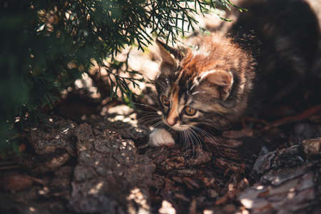 Cute kitten playing in the garden under the sunlightの写真素材