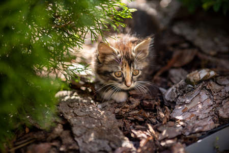 Cute kitten playing in the garden under the sunlightの写真素材