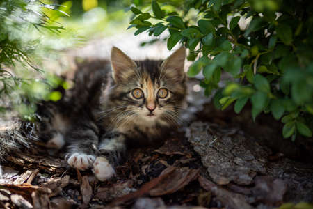 Cute kitten playing in the garden under the sunlightの写真素材