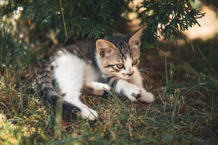 Cute kitten playing in the garden under the sunlightの写真素材
