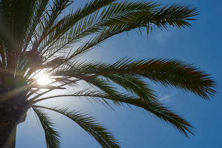 Palm tree with sun rays and blue sky. Summer background.の写真素材