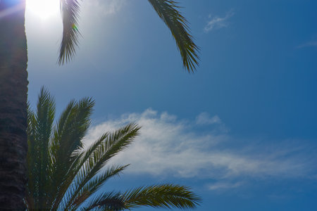 Palm tree against the blue sky with sun rays and lens flareの写真素材