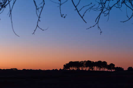 Beautiful dawn with silhouettes of trees against a background of clear sky. Silhouettes of trees on a hill in the background of the rising sun. Blue and orange sky without clouds.の写真素材