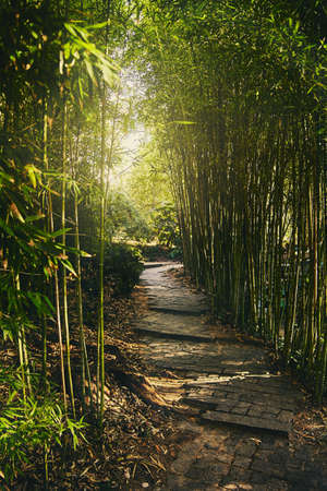 A tunnel of green bamboo branches with soft light at the end. Passage in the park with steps from stone slabs. The sun's rays make their way through the bamboo branchesの写真素材